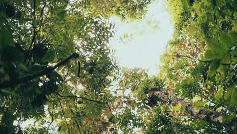 Copas-De-árboles-Dentro-De-Un-Bosque-Tropical-Amazónico-Verde-De-Verano-En-Brasil