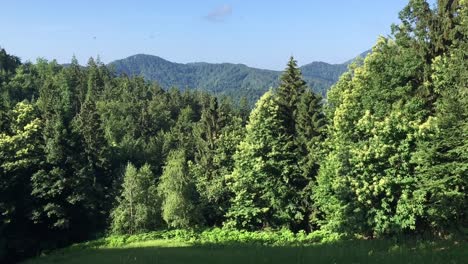 Green-forest-view,-a-foresty-mountain-in-the-back