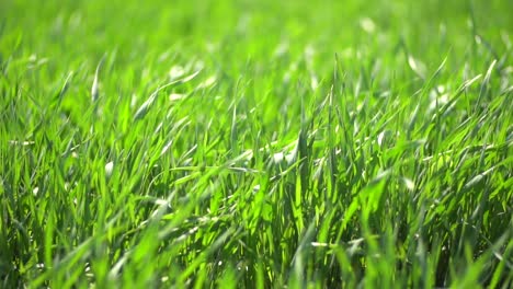 Waving-Green-Spring-Wheat-Field