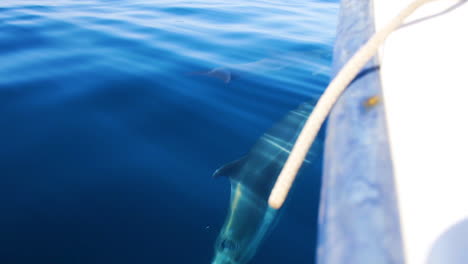 Delphin,-Der-Spielerisch-Unter-Wasser-Schwimmt,-Bevor-Er-Zum-Luftholen-Auftaucht
