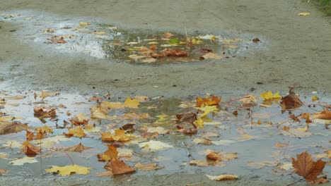 Yellow-autumn-leaves-laying-in-a-miserable-puddle-in-Berlin,-Germany