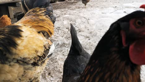 Chicken-staring-into-the-camera