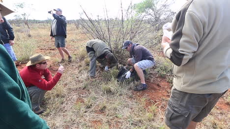 Eine-Gruppe-Von-Männern-Arbeitet-An-Einem-Schutzprojekt-Zur-Halsbandhaltung-Afrikanischer-Wildhunde-Im-Sommer-Im-Privaten-Wildreservat-Madikwe