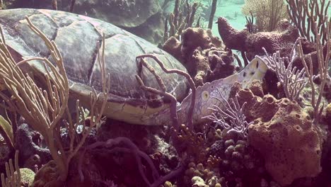 Turtle-munching-on-coral