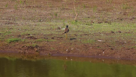 Red-wattled-Lapwing-searching-for-food-near-lake-shore-I-searching-for-food-Bird-stock-video