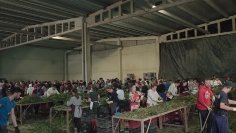 Women-and-men-working-with-berry-plants-in-agricultural-warehouse-in-Spain
