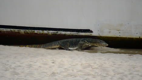 Monitor-lizard-searching-for-food-under-a-ship-and-cooling-himself-in-water