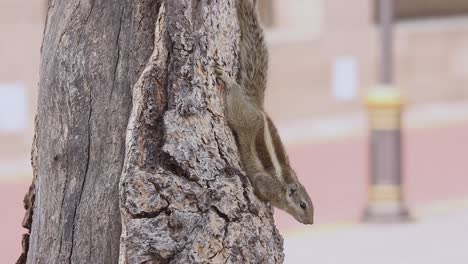 Beautiful-Indian-palm-squirrel-on-tree-stock-video-in-full-hd-resolution-high-quality-1920-x-1080