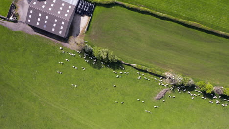 Rotierende-Vogelperspektive-Von-Schafen,-Die-An-Einem-Sonnigen-Tag-Durch-Ein-Tor-In-North-Yorkshire,-England,-Getrieben-Werden