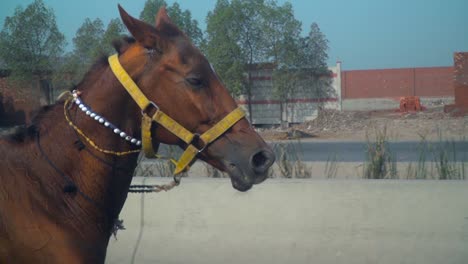 Un-Caballo-De-La-Bahía-Con-Un-Freno-De-Caballo-Amarillo-Corriendo-Por-La-Vía-Pública,-Vista-Lateral-Cercana-De-La-Cabeza-Del-Caballo,-En-La-Otra-Carretera-La-Gente-Está-Observando-El-Caballo