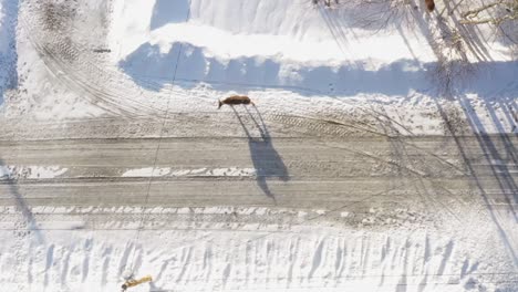 TOP-DOWN-AERIAL-SLIDE-deer-standing-on-the-side-of-snowy-road-with-shadows-CLOSE-UP