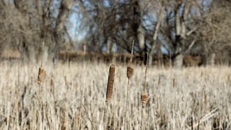 Cattail-reeds-in-the-winter-at-the-Rocky-Mountain-Arsenal,-Colorado,-USA