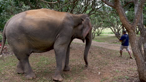 Erstaunlicher-Indischer-Elefant,-Der-In-Zeitlupe-Davonläuft-Und-Seinem-Besitzer-Folgt