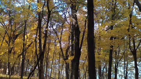 Herbstfarben-Durch-Waldblätter-Durch-Wanderweg