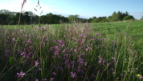 Slow-dolly-shot-over-pink-Ragged-Robin-wild-flowers,-They-move-in-an-out-of-focus-in-the-evening-sunlight