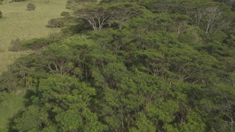 Luftaufnahme-Von-Savannenbäumen-Von-Oben-Nach-Unten,-Schnell-Vorbei-In-Kauai,-Hawaii