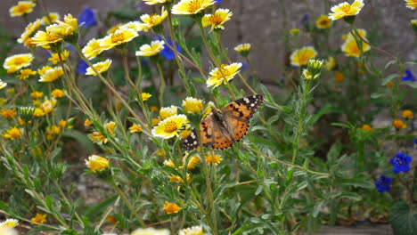 Ein-Distelfalter-Schmetterling-Mit-Bunten-Flügeln,-Der-Fliegt-Und-Sich-Von-Nektar-Ernährt,-Während-Er-Gelbe-Wildblumen-In-Zeitlupe-Bestäubt