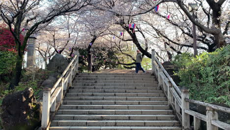 Una-Atmósfera-De-Hanami-Con-Flores-De-Cerezo-Fucsias,-Lámparas-De-Papel,-Escaleras-De-Piedra-Y-Un-Anciano-Caminando-En-El-Parque-Asukayama