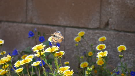 A-painted-lady-butterfly-with-colorful-wings-feeding-on-nectar-while-pollinating-yellow-wild-flowers