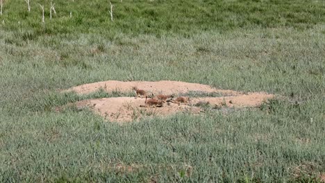 Juvenile-prairie-dogs-explore-the-grasslands-outside-of-their-burrow-at-the-Rocky-Mountain-Arsenal-National-Wildlife-Refuge,-near-Denver,-Colorado