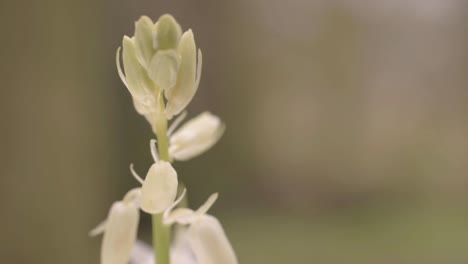 Weißes-Bluebell-Blumenmakro