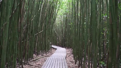 Tablones-A-Través-De-Un-Bosque-De-Bambú-En-Maui-Hawaii-Con-Una-Sartén-Hacia-Arriba