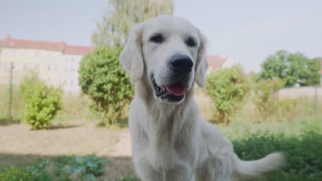 Nahaufnahme-Eines-Weißen-Hundes,-Der-In-Die-Kamera-Schaut-Und-Aufgeregt-Mit-Dem-Schwanz-Wedelt,-Mit-Sonnenbeschienenen-Häusern-Im-Hintergrund