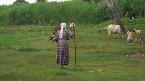 Eine-Totalaufnahme-Einer-Szene-Im-Ländlichen-Afrika-Mit-üppigem-Grünem-Gras-Und-Umherstreifendem-Vieh-Mit-Einer-älteren-Frau,-Die-Mit-Einem-Spazierstock-Geht