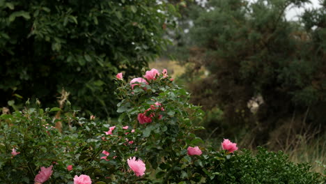 Pink-roses-bloom-in-autumn-rain