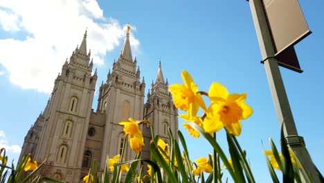 A-low-angle-pan-of-the-Salt-Lake-temple-with-daffodils-in-front-to-them-in-utah-at-the-center-of-the-church-of-Jesus-Christ-of-Latter-day-Saints-in-slow-motion