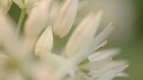 Bärlauch-Weiße-Blüten-In-Sanfter-Brise