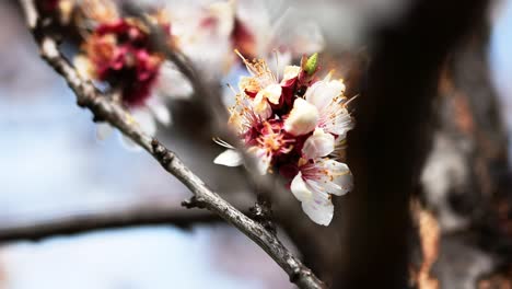 Bienen-Bestäuben-Die-Blüten-Eines-Blühenden-Aprikosenbaums