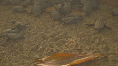 Lederschildkrötenbabys,-Nachdem-Sie-Aus-Ihrem-Nest-Geschlüpft-Sind,-Bevor-Sie-Ins-Meer-Entlassen-Wurden