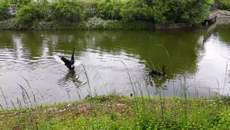 Two-black-swans-swimming-in-lake