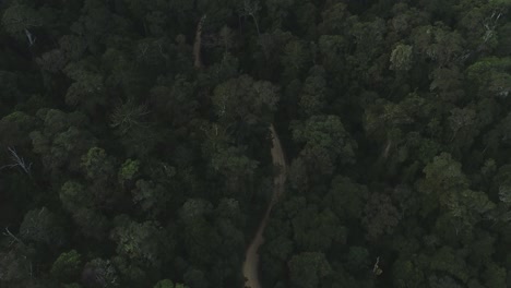Aerial-shot-of-a-car-driving-through-a-forest-path