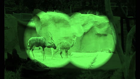 Slow-motion---Viewing-the-Generuk-of-San-Diego-Zoo-through-green-binoculars
