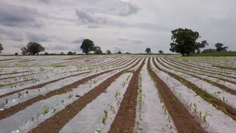 Mantillo-De-Plástico-Utilizado-Para-Cultivar-Maíz-En-Tierras-De-Cultivo-En-Cumbria,-Tiro-Panorámico