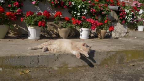Cat-Licks-paws-on-a-sunny-day-with-red-flowers-background,-slow-motion