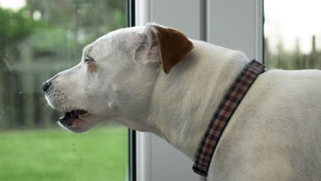 LOCKED-OFF-view-of-Jack-Russell-Cross-looking-out-into-garden-from-patio-and-yawning