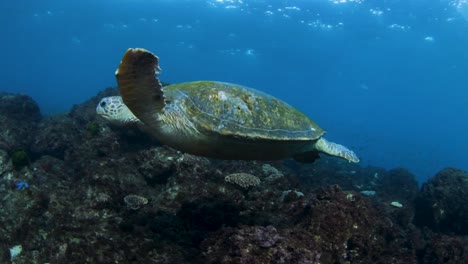 Una-Gran-Tortuga-Marina-Verde-Nadando-A-Lo-Largo-De-Un-Arrecife-Tropical