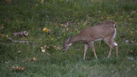 two-young-whitetail-does-in-early-light