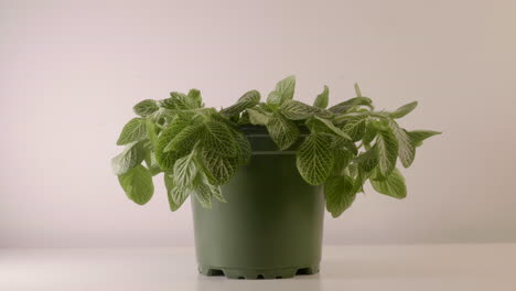 The-Small-Pot-Of-Oregano-Herbal-Plant-Revived-Its-Freshness-Through-An-Open-Air-In-A-Room---Close-Up-Shot