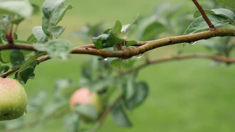 Manzanas-Frescas-Y-Orgánicas-Colgando-De-Una-Rama-En-El-Jardín-Con-Gotas-De-Lluvia,-Día-De-Lluvia,-Cerrar