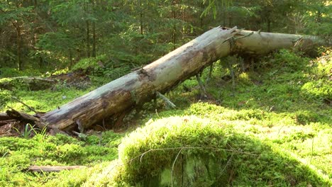 Der-Trockene-Kranke-Baum-Liegt-Mitten-Im-Wald