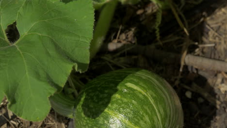 Small-Unripe-Pumpkin-Growing-On-A-Vine,-TILT-DOWN