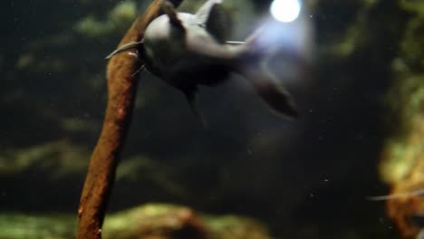Upside-down-catfish-are-swimming-at-Phuket-aquarium,-Thailand