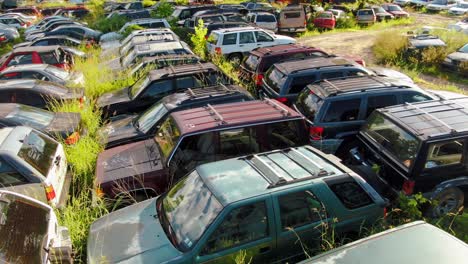 Low-aerial-turn-revealing-wrecked-cars-and-jeeps-in-vehicle-junkyard-with-overgrown-weeds-in-summer-sunlight