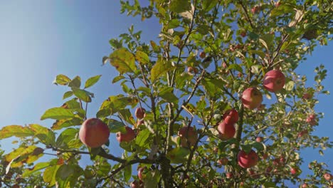 Fresh-ripe-red-apples-swing-in-the-wind-on-a-branch-of-an-apple-tree,-low-angle-close-up