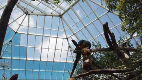 Slow-Motion-of-a-Parrot-in-the-Texas-State-Aquarium