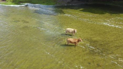 Luftaufnahme,-Kühe-Stehen-Und-Gehen-An-Einem-Heißen-Sommertag-In-Einem-Gewässer-In-Der-Irischen-Landschaft